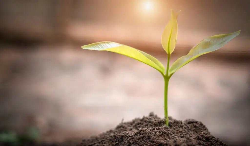 tree sapling