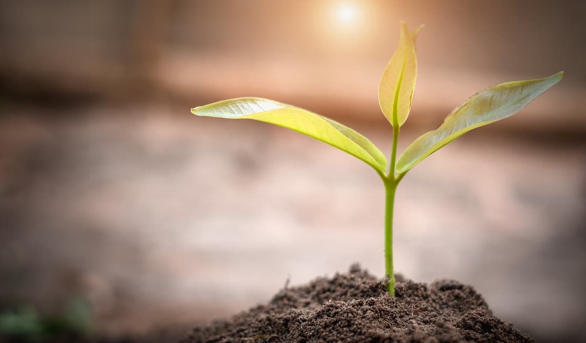 How Cremation Ashes Can a Tree Funeral Homes Nearby