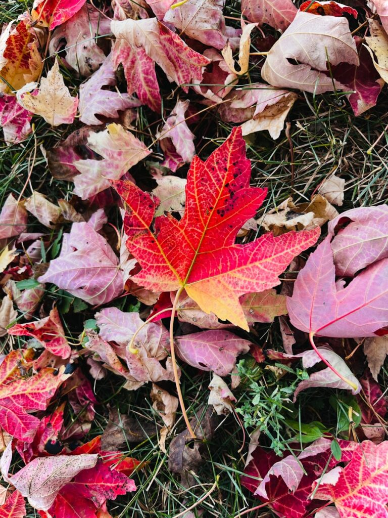 a bunch of leaves that are laying on the ground