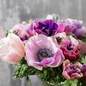 anemones