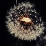 a close up of a dandelion on a black background