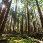 green burial in BC