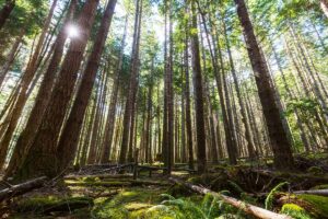 green burial in BC