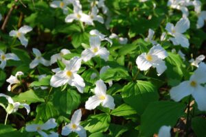 trillium in ontario