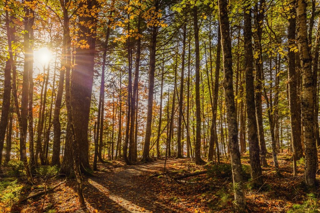 nova scotia forest