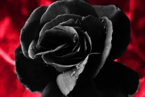 black rose