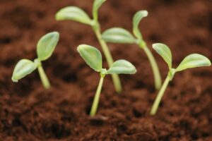 seedlings in soil