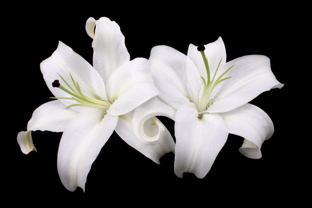 white lilies