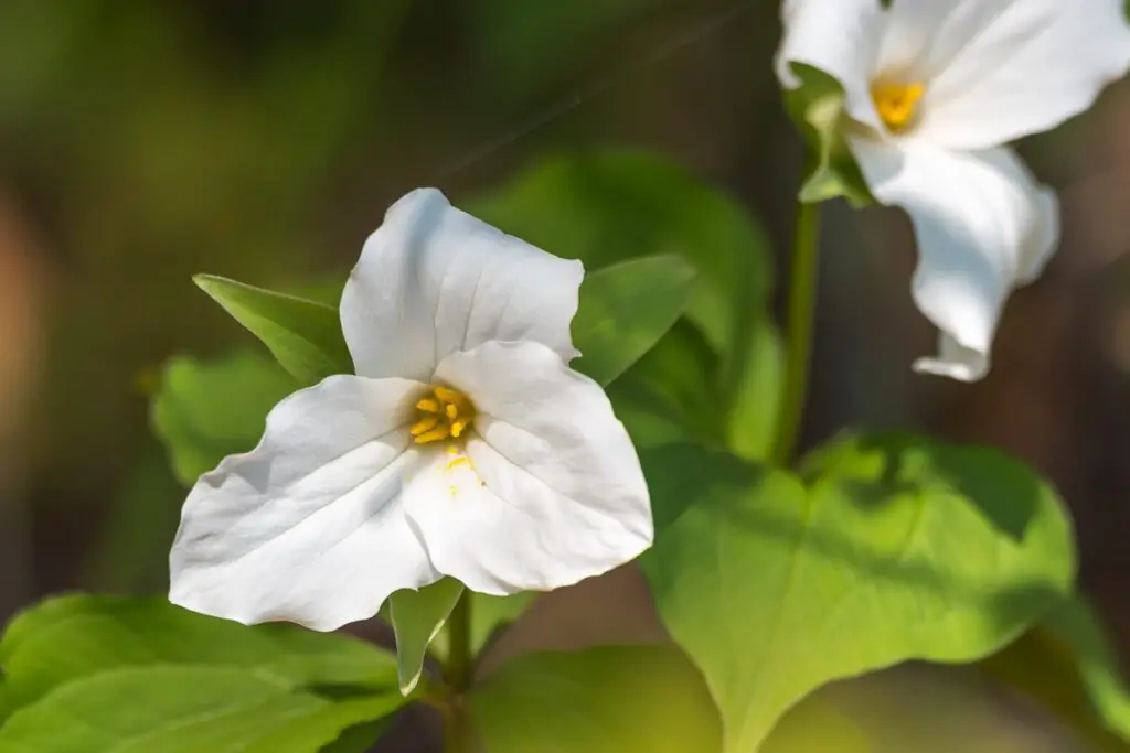 green burial in ontario