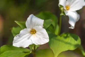 green burial in ontario